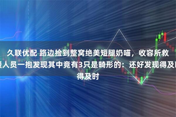 久联优配 路边捡到整窝绝美短腿奶喵，收容所救援人员一抱发现其中竟有3只是畸形的：还好发现得及时